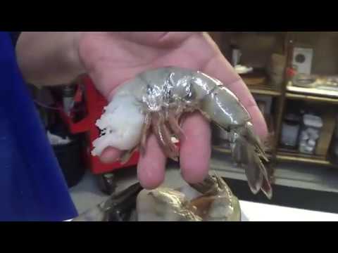 download lagu mp3 mp4 U12 Shrimp, download lagu U12 Shrimp gratis, unduh video klip U12 Shrimp