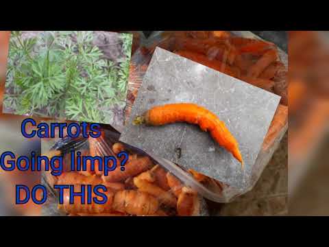 , title : 'SHEDWARS21: Store Carrots at home ||See my total carrot harvest/ weighing'