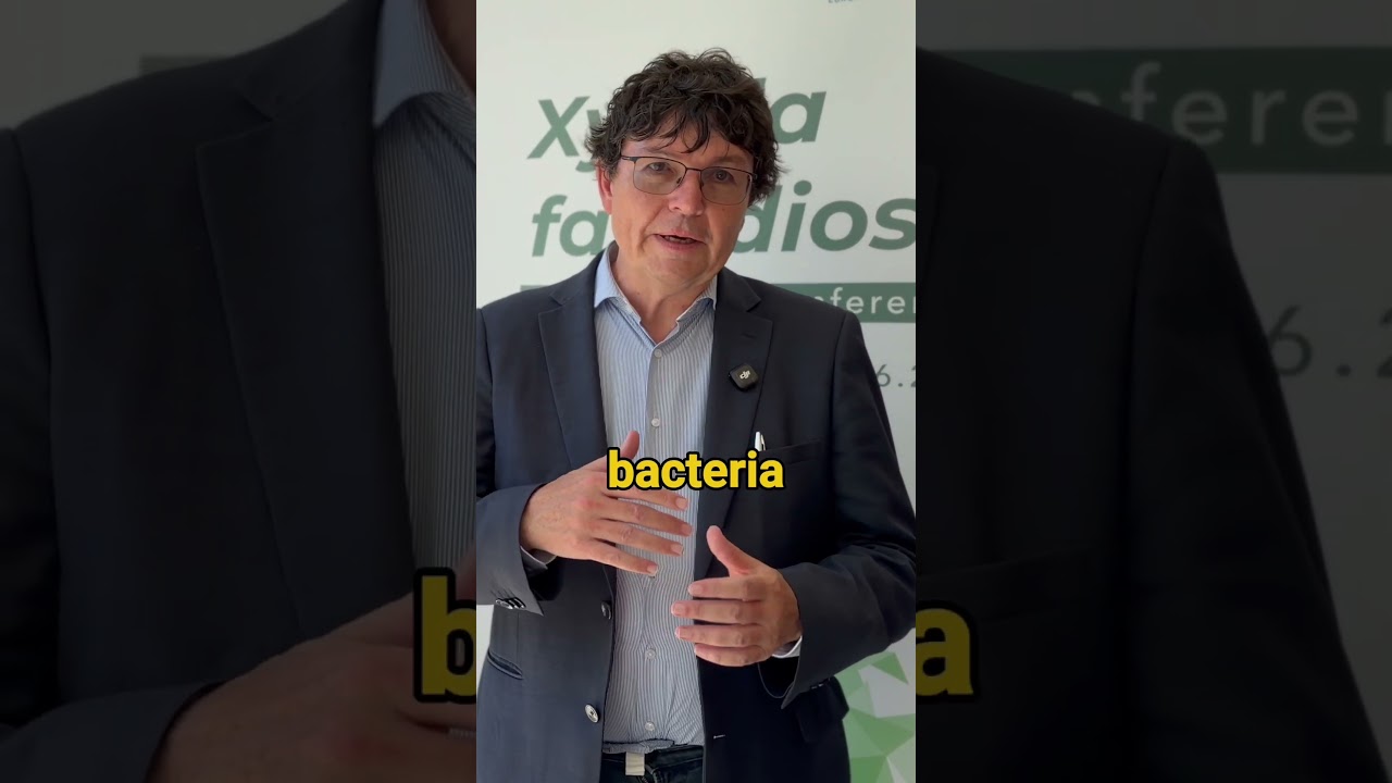 Claude Bragard from UCLouvain (BE) on #Xylella Pierce’s disease of grapevines   #planthealth