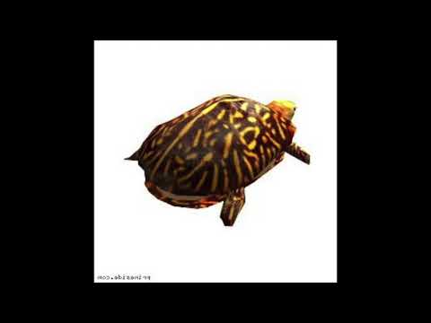 Brandon D'Agrosa - ("Two Sea Turtles") Alt Vers.