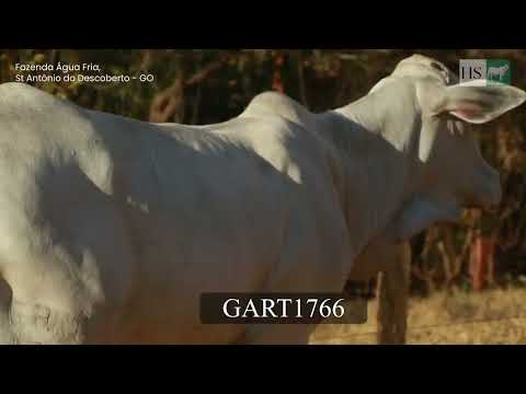 NOVILHA NELORE - MARCELLE FIV LINCE - GART 1766 — leilão em Santo Antônio do Descoberto/GO