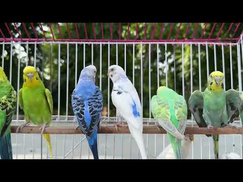 2 Hours of Budgie Best Friends - Mango and Chutney - Singing and Talking Sounds
