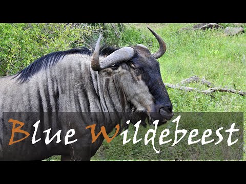 Blue Wildebeest (Connochaetes taurinus) Video & Animal Call | Brindeled Gnu | Stories Of The Kruger