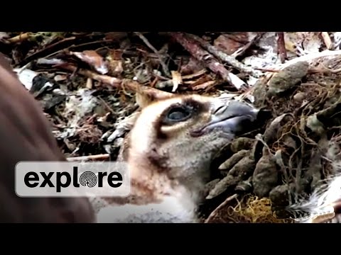 Osprey Growing Pains