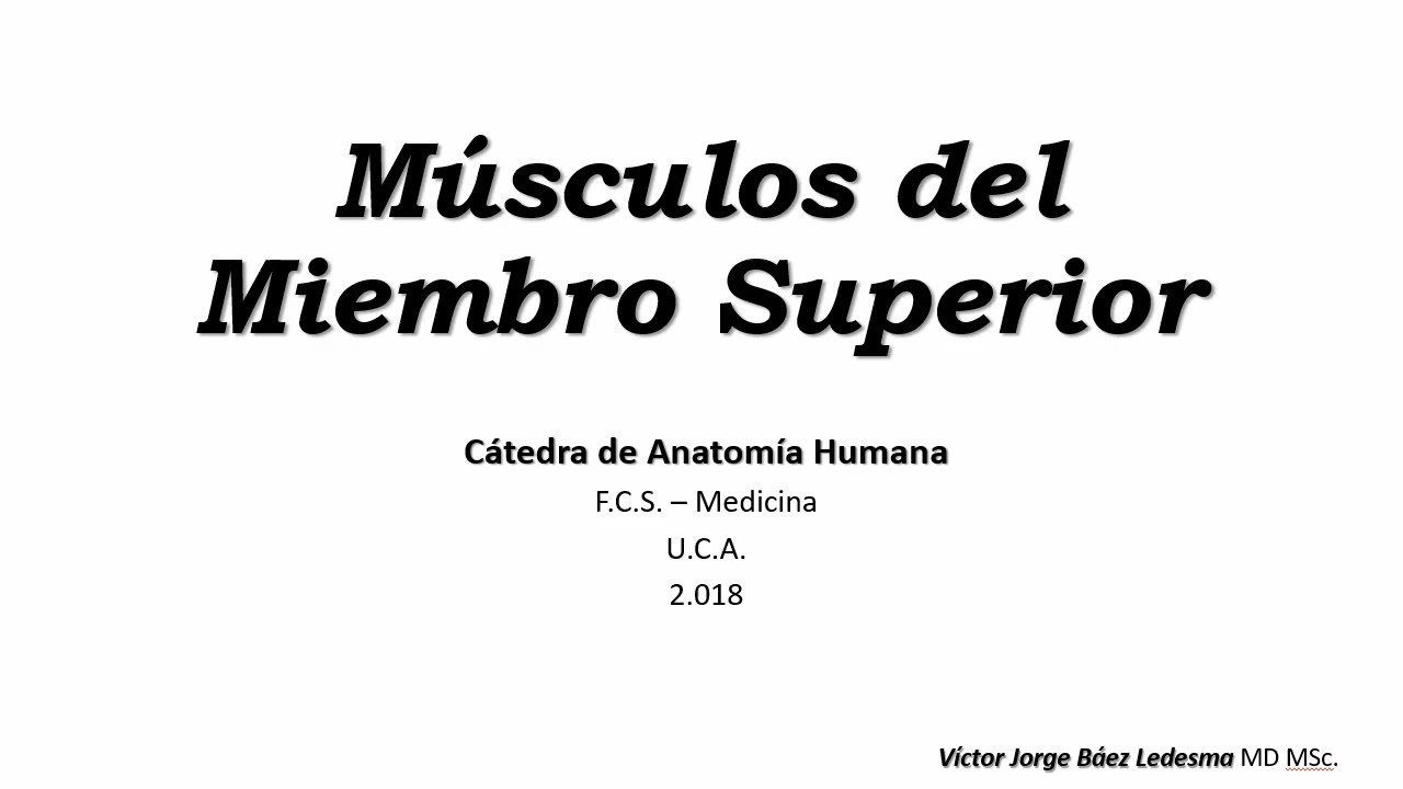 musculos del miembro superior