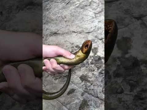 Lamprey