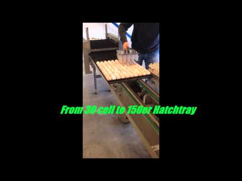 Hatching Eggs Transfer-System