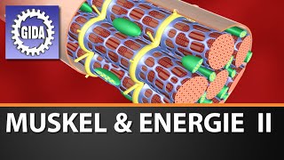 GIDA - Muskel &amp; Energie II - Biologie - Schulfilm - DVD (Trailer)