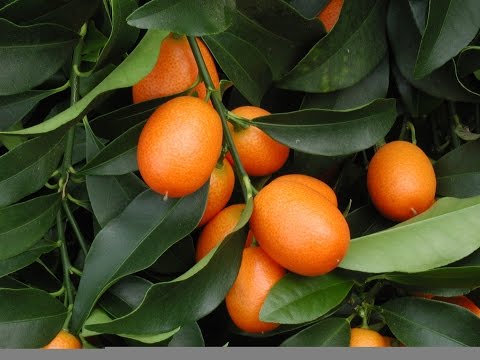 image-Are kumquats cold hardy?