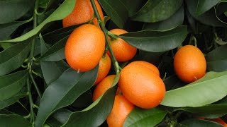 How to Grow Your Own Kumquats
