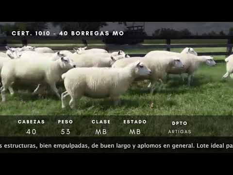 Lote 40 Borregas M.O. TEXEL 53kg -  en Catalán Grande a 6 km del 175 de ruta 30