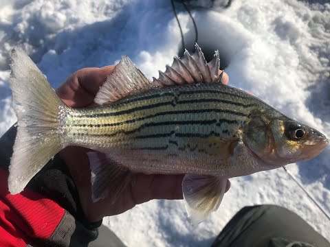 YellowYellow 01-20-2020