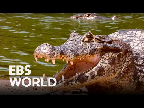 Wild Brazil - Part 2. Pantanal, a Wild ParadiseㅣTravelogue Earth
