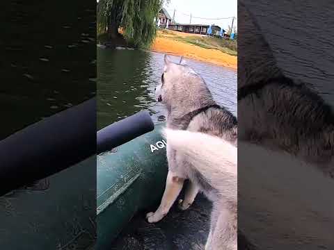 Собака спасает тонущего Хаски!