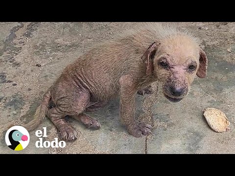 Woman finds and transforms the life of a tiny dog ​​with mange | The Dodo
