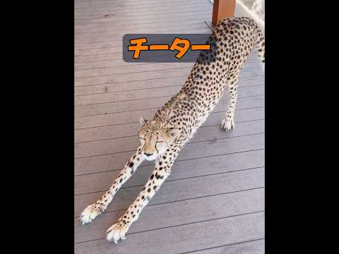 チーターはなぜ人間にとても友好的なのでしょうか？ #自然 #動物プロダクション #animals #動物 #癒し