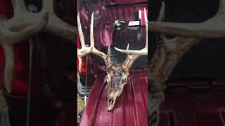 Zombie buck found dead