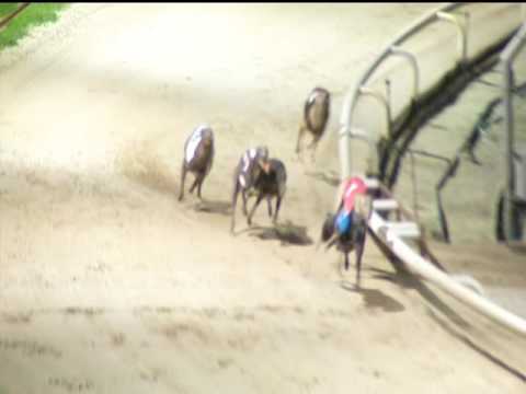 2017 CORAL SUSSEX CUP FINAL - T2 SHANEBOY FREDDIE