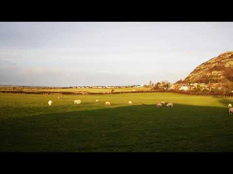 Sheep in North Wales