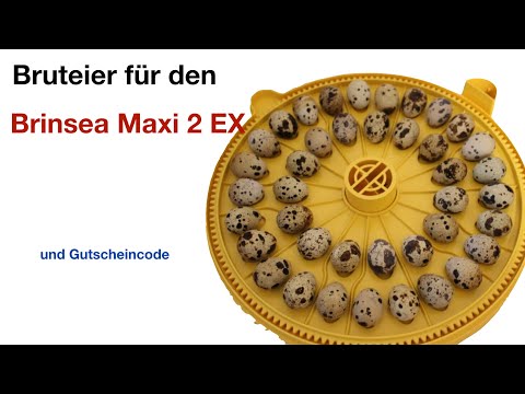 Einlegen der Bruteier in die Brutmaschine Brinsea Maxi 2 Ex und Gutscheincode