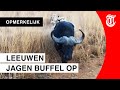 Safari-toeristen schrikken tijdens uniek moment