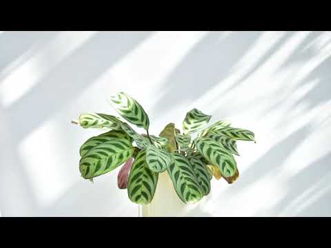 Ctenanthe Burle Marxii Timelapse
