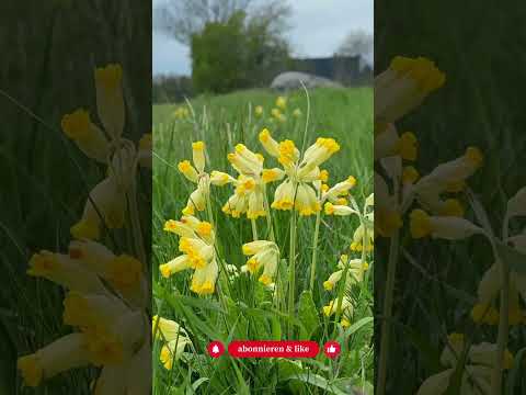 Wildblumen gehen ein? Du machst fast sicher diesen Fehler (3 Gründe) - Gartenexpedition #shorts