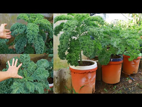 How I Grow Kale In A Paint Bucket At Home - Grow Kale From Seeds