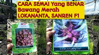 Download lagu Tempat Semai Bawang Merah Lokananta dan Sanren F1 25 HST mp3