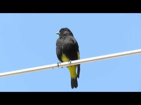 Stehlík čierny (Spinus atratus) — spev a hlas v prírode