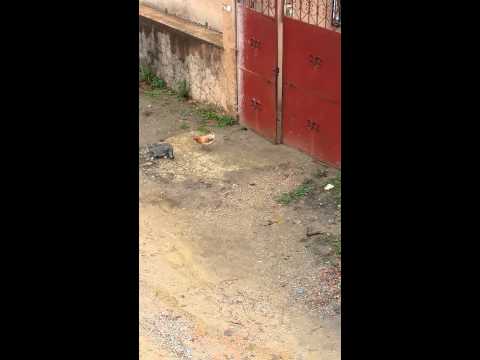 القط الخوف والدجاجة الشجاعة