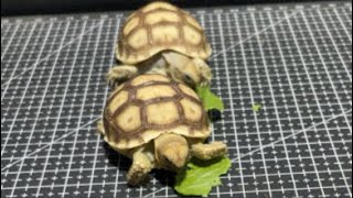 HSP CHANNEL is live! Sulcata makan malam