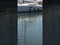 Cormorant Eats Eel