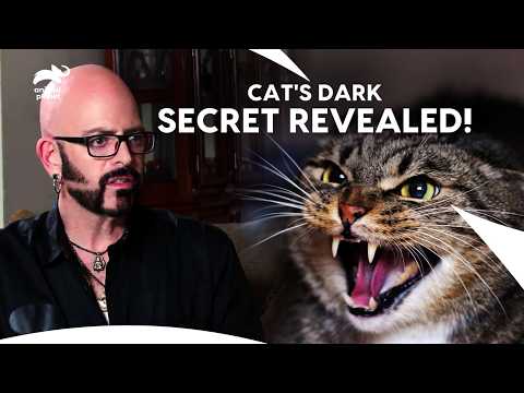 Cat Dual Personality MYSTERY! From Loving Cat To Angry Cat | My Cat From Hell | Animal Planet