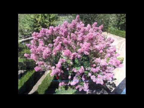 Alexander Tsfasman "Last Summer Day"