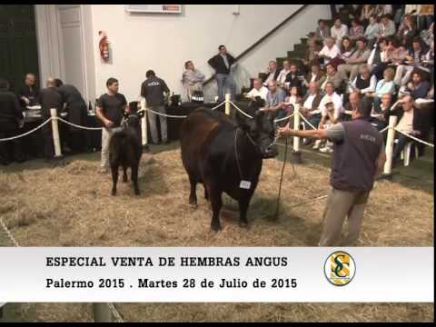 28-07-15 - Especial Venta de Hembras Angus - Palermo 2015.