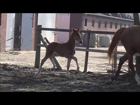 *2019 Stutfohlen von Total Hope (Totilas) SOLD!!!!