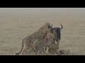 5 Cheetahs Chase And Kill A Wildebeest