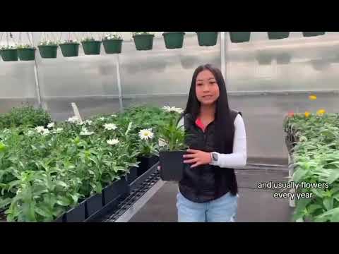 Leucanthemum - Yajaira