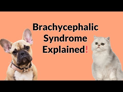 Brachycephalic Airway Obstruction Syndrome in Flat-Faced Dogs and Cats! (What is the Treatment?)