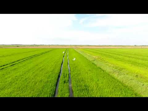 Рисовое поле Скадовск