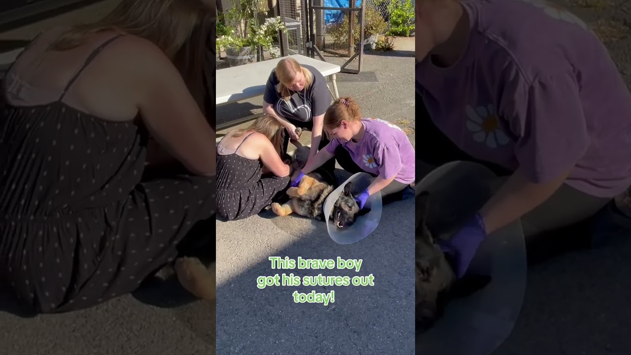 Soup, a Adoptable mixed breed in St. Helena, CA video 6/6