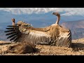 The Griffon Vulture Short Composition For Orchestra