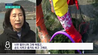 [G1뉴스]서해 바다 품은 서산 '감태'..수확 한창