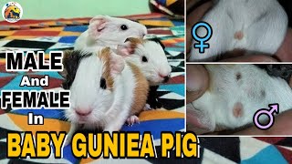 How to Know Male or Female in Baby Guinea Pig