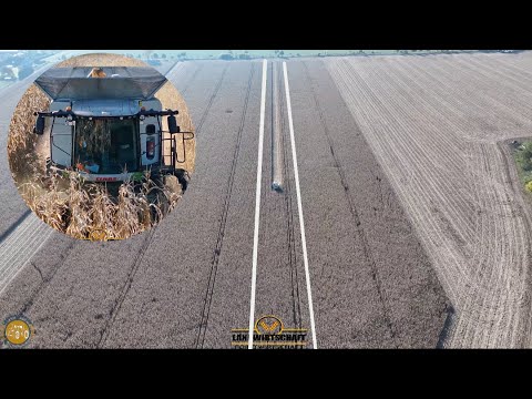 Wir dreschen die lange Fläche! 4500ha Körnermais Ernten LU WESTHOFF im Lohnauftrag Claas 7600 Lexion