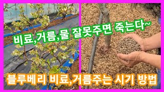 블루베리 15년 경력 블루베리 비료,거름 주는 시기와 방법 거름,물 잘못주면 죽습니다~블루베리 키우,재배방법