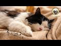 Calming Music for Cats -  Relaxation, Deep Sleep, Stress Relief, Peaceful Piano Music