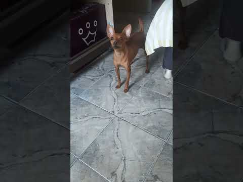 Latido do cachorro pinscher com fome!!!