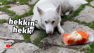 DIY Freezing Dog Toy Prank GOES WRONG